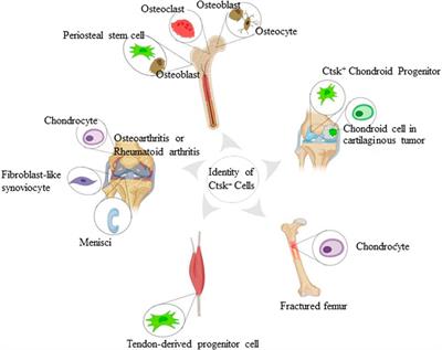 Cathepsin K+ Non-Osteoclast Cells in the Skeletal System: Function, Models, Identity, and Therapeutic Implications